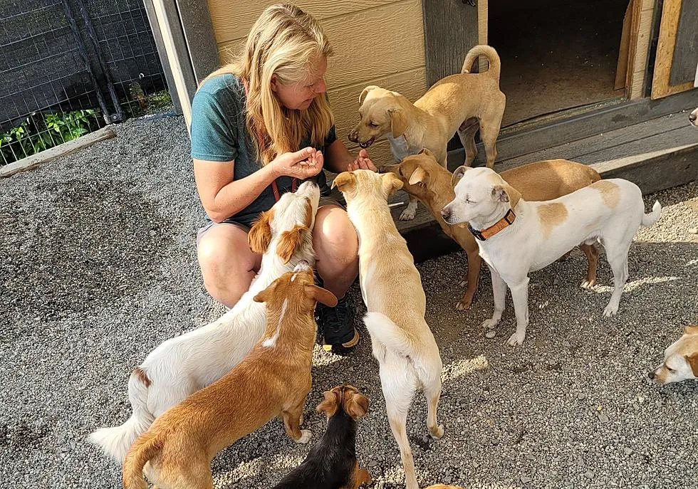 Caring for rescue dogs