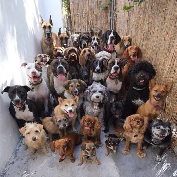 Dogs playing together